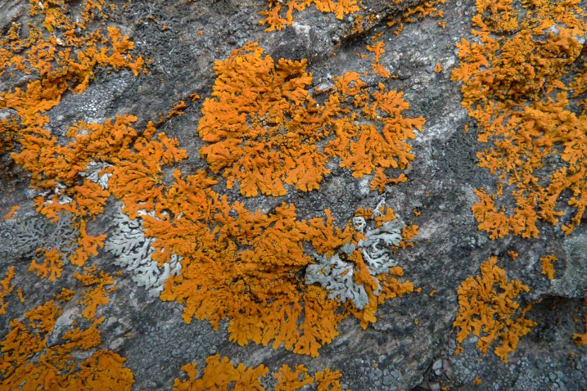 Xanthoria sorediata-7